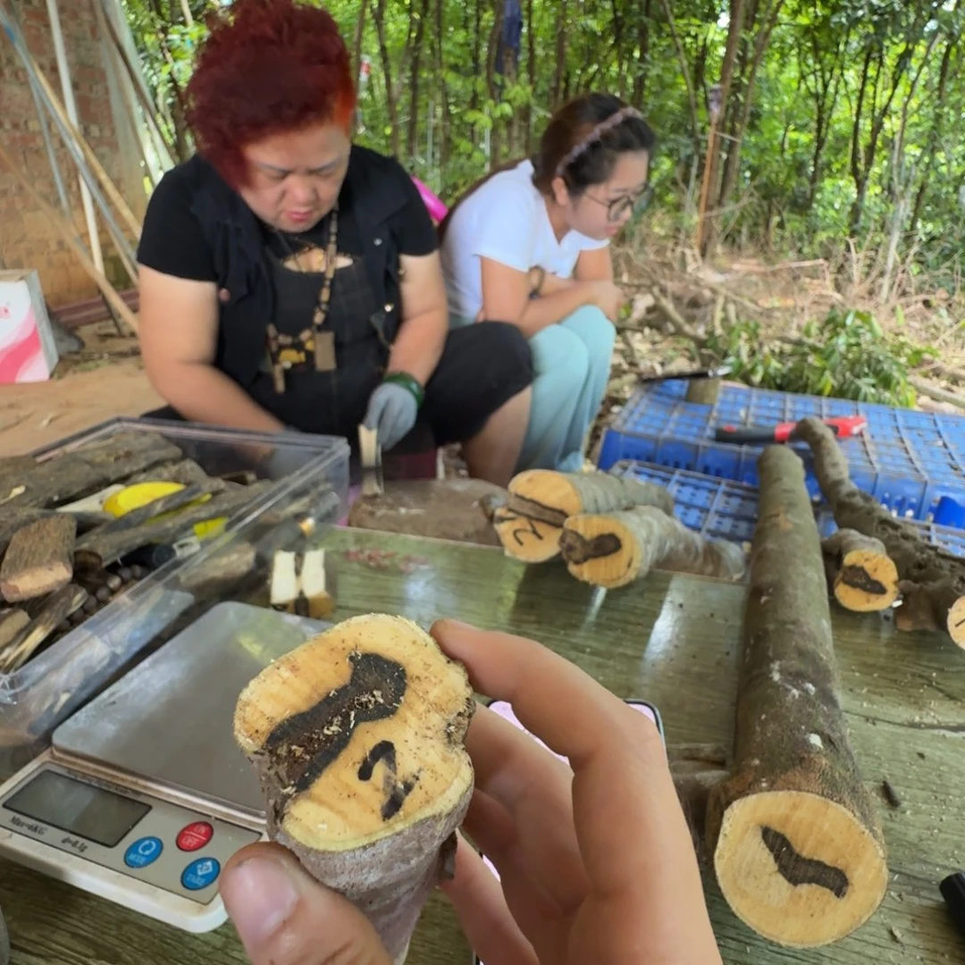 北***司线香奇楠沉香原木