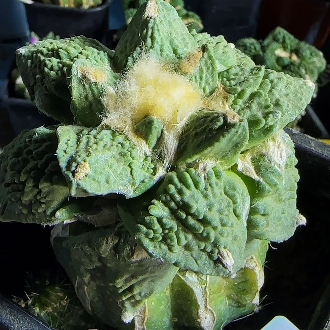 阿*z怒涛700仙人球开花