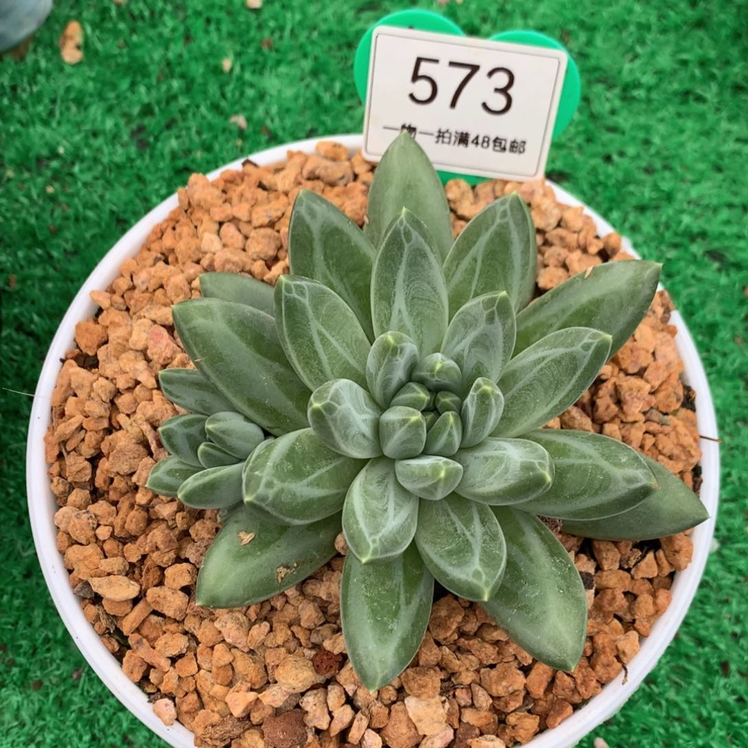 胖体青花瓷单头573