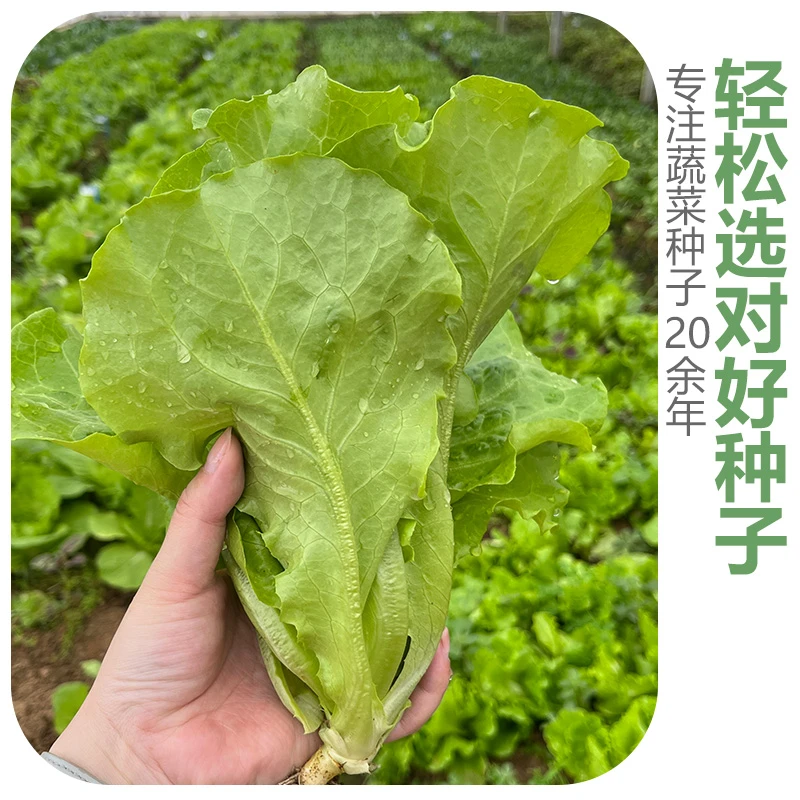 【对版蔬菜种子】蔬菜种子菜种辣椒种子菜籽蔬菜种子瓜果种豆角