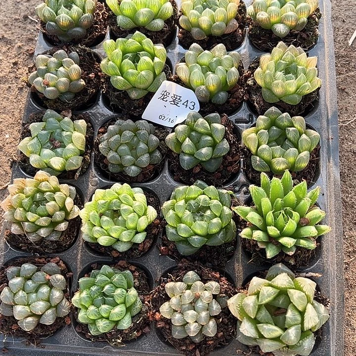 直播福利一物一拍43