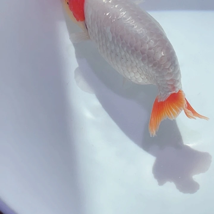 烨***海水鱼兰寿金鱼兰寿金鱼