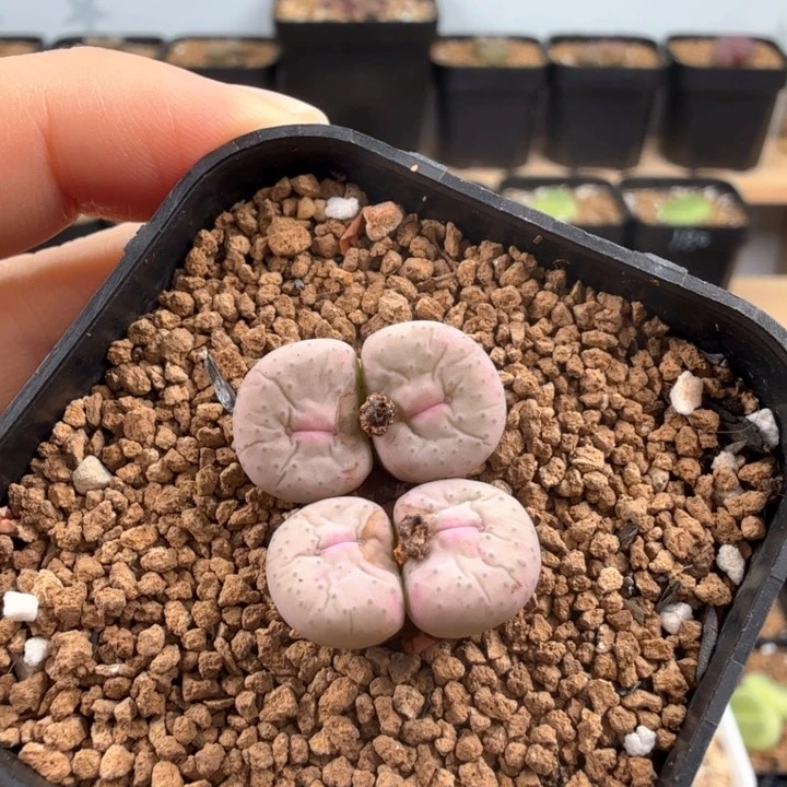 奶油嘴杂交 带盆发