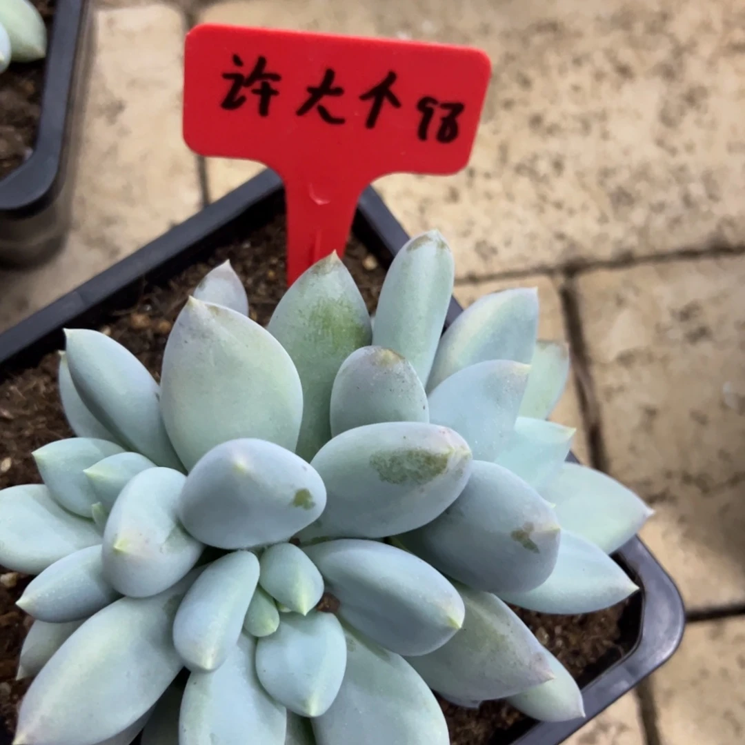 许***个我在等他呢他就没回来你