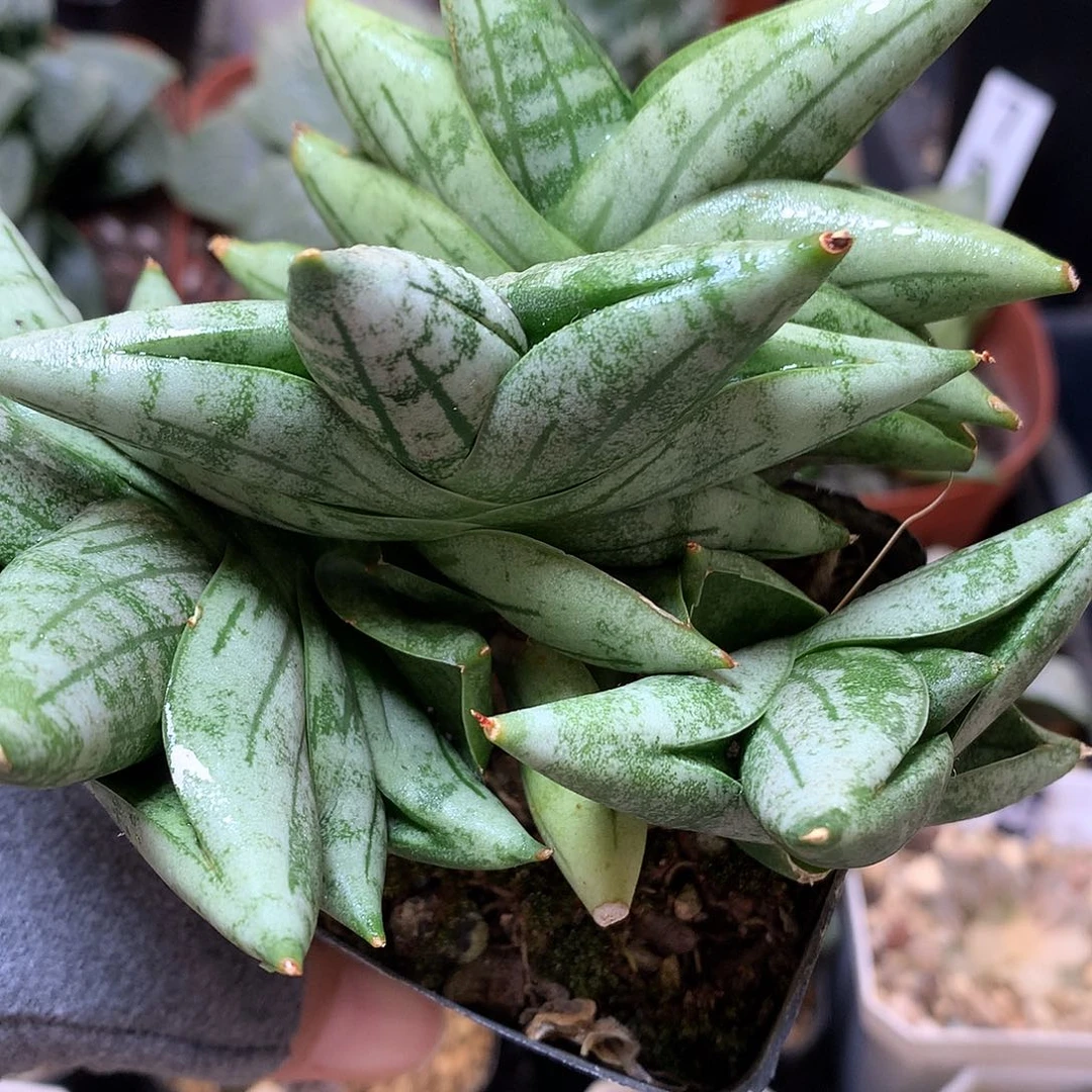 姬佛手带盆土发货loloo