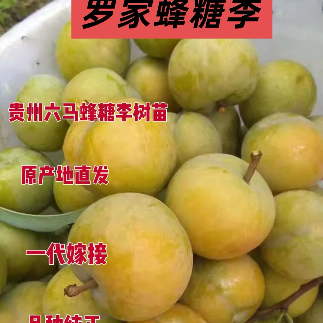 贵州六马正宗蜂糖李苗原生枝条一代嫁接苗1年2年嫁接苗
