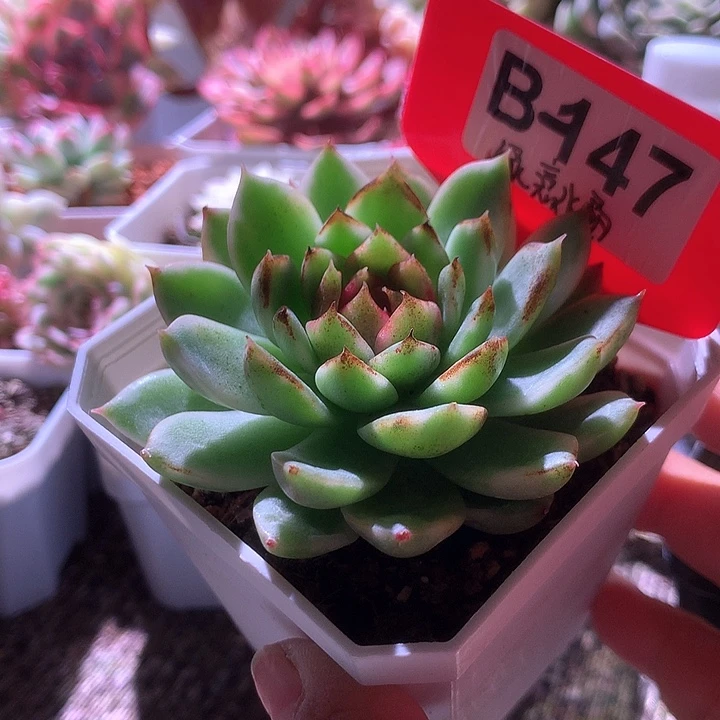 绿意水晶覆轮锦有根