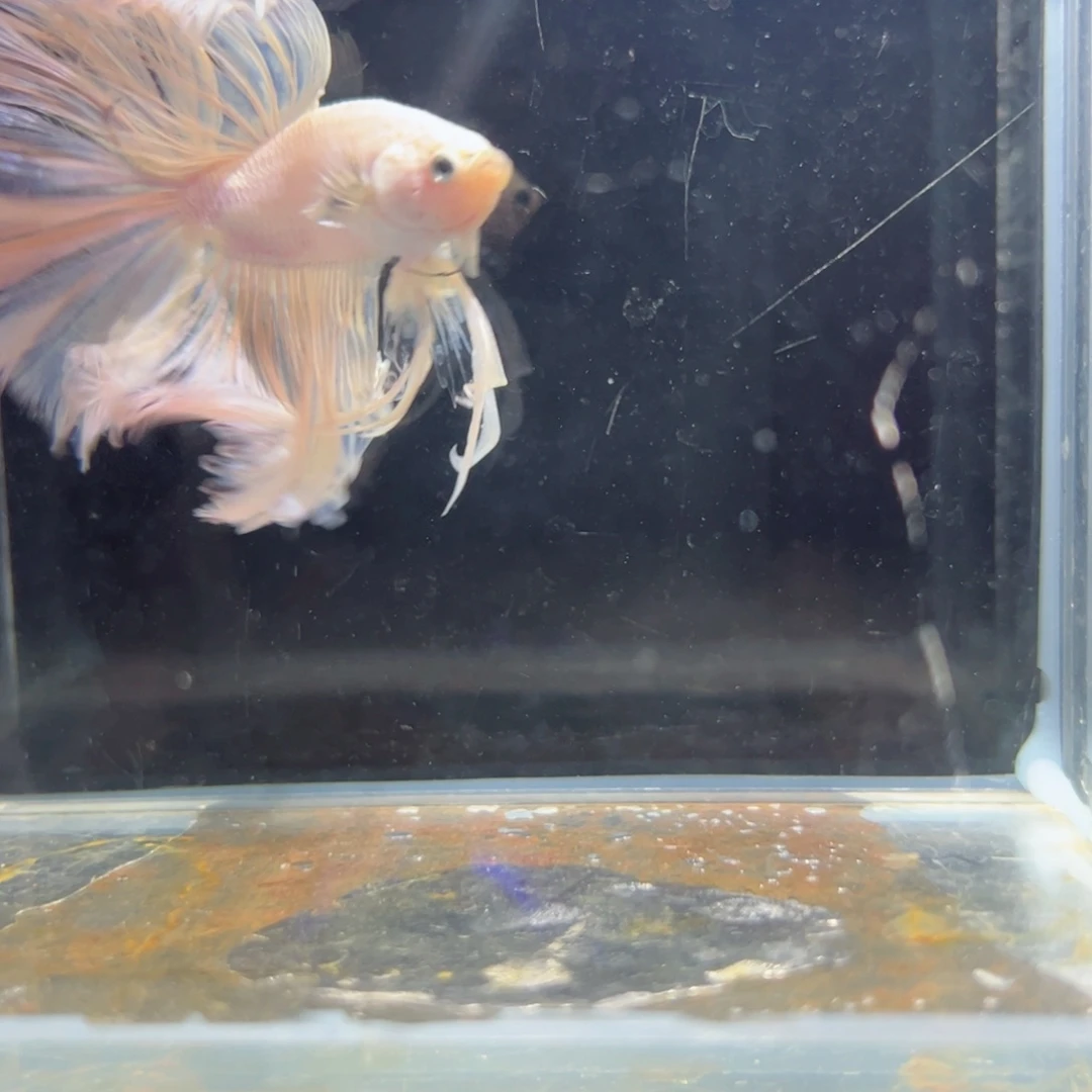 斗鱼浅色特殊尾hhhh