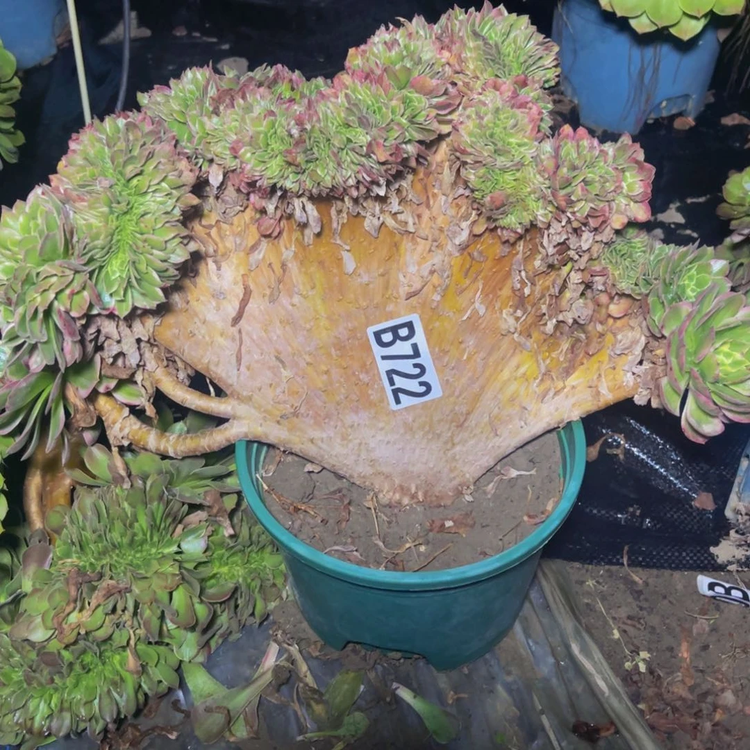 海王法师14//////35包邮