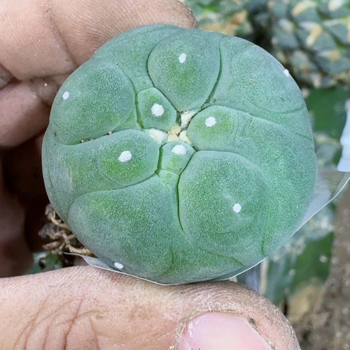 福利自根大尤翠087