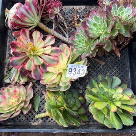 9343一筐砍头多肉植物法师