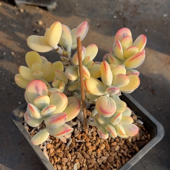 无花朵941号福娘锦无砍