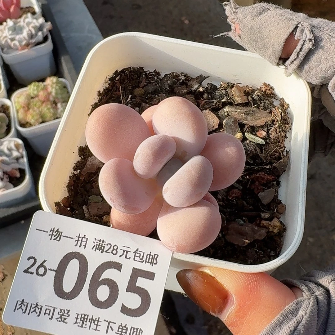 橙奶无盆土发货无