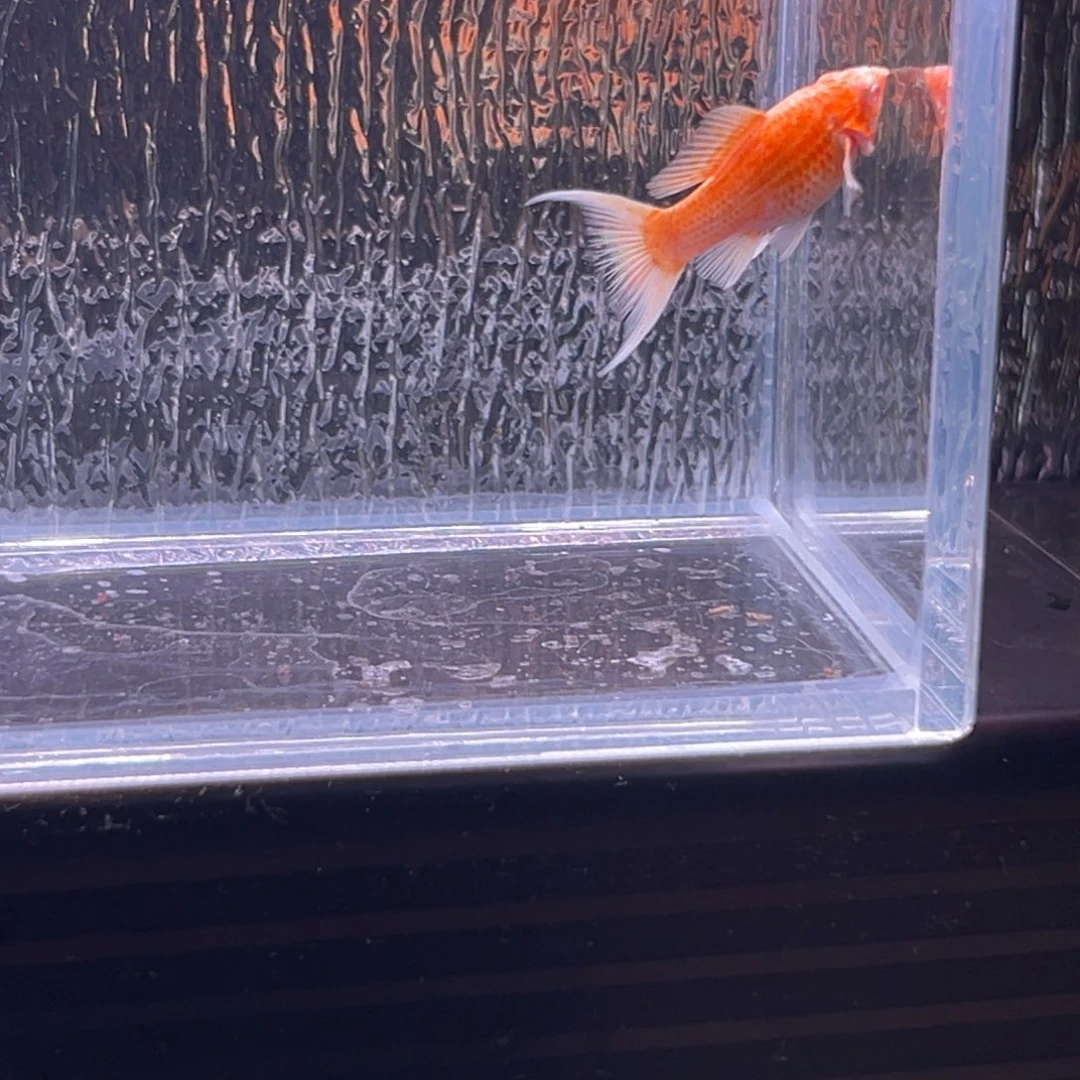 孔雀鱼玛丽鱼一条