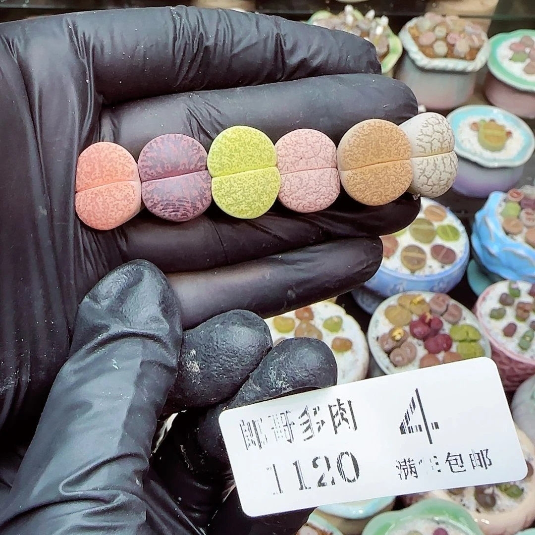 生石花满18包邮1120-4