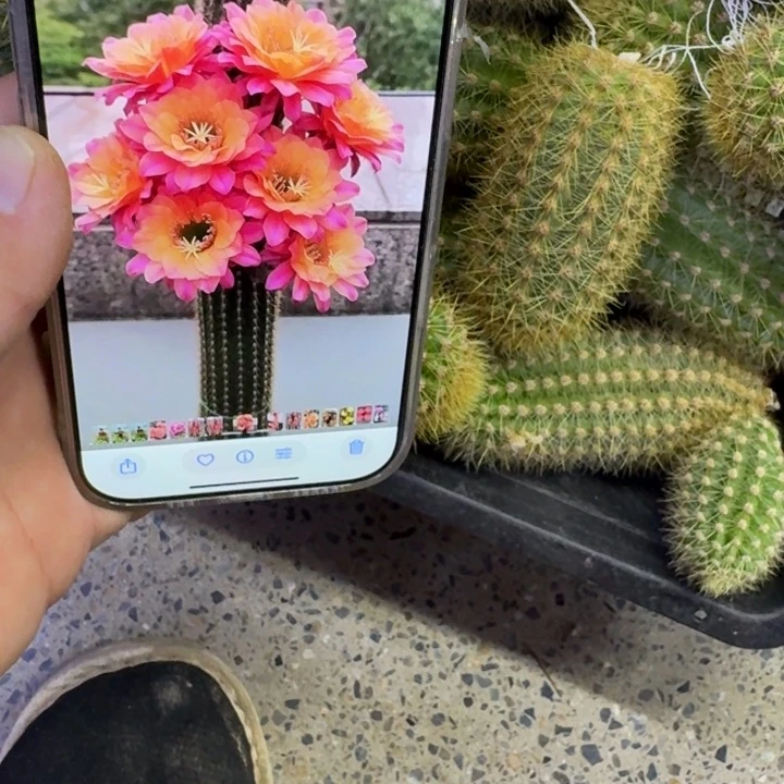 239金妞时光歪无根侧牙6公分左右，20包邮