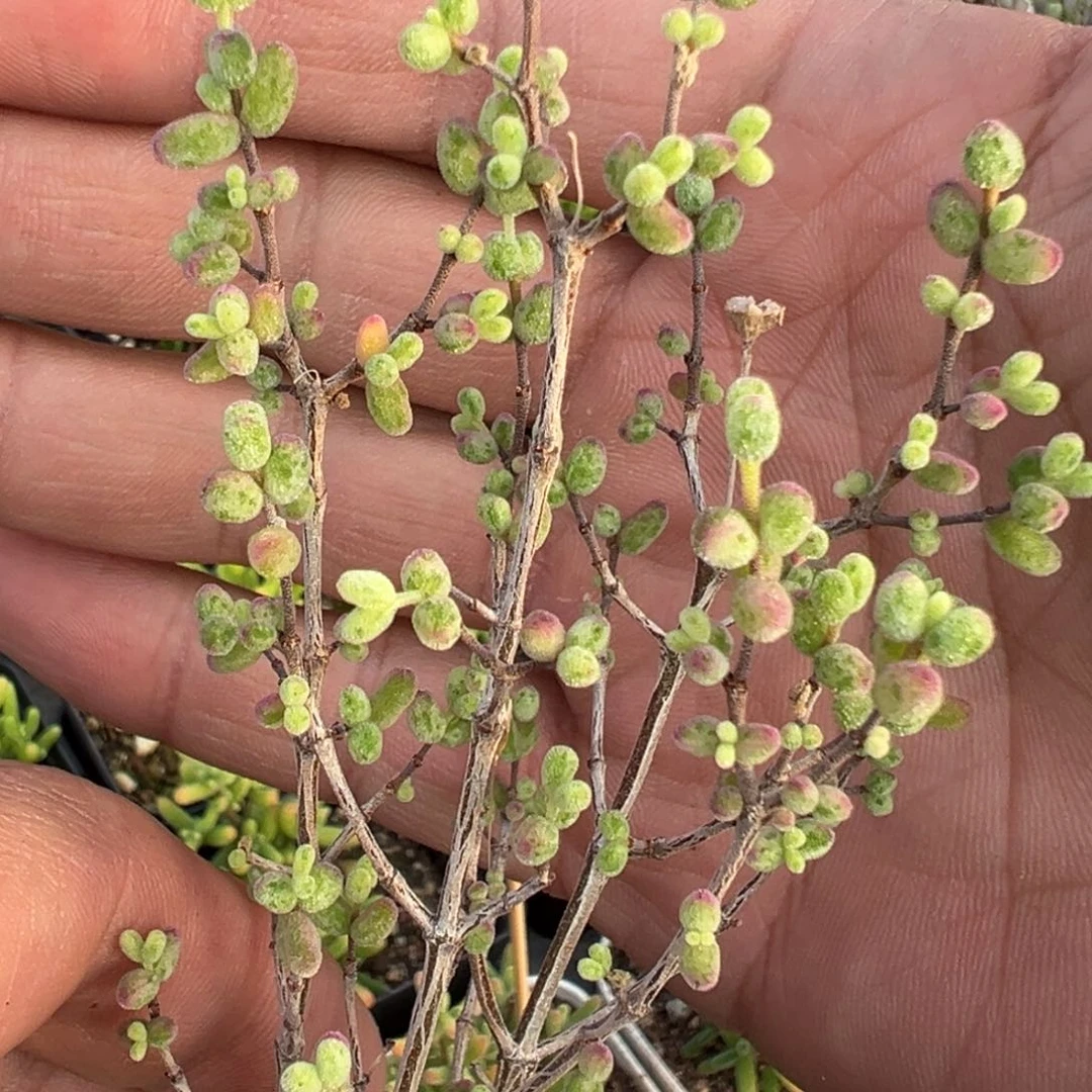 糖球白虎斑锦老桩50杯