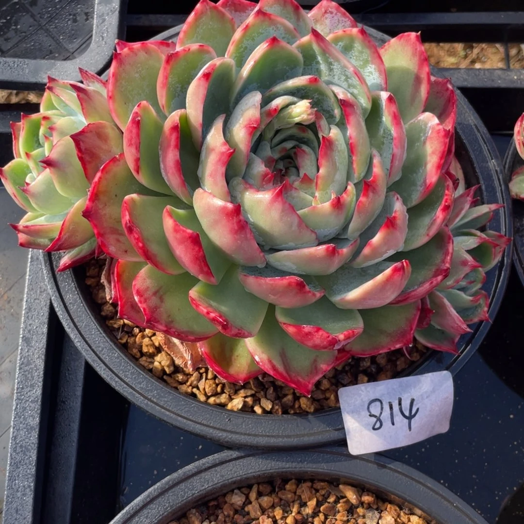 惊鸿仙子冠服23左右