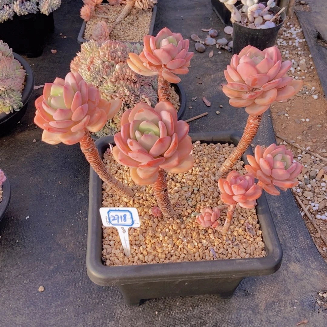 ****夏2718白月光一颗高的