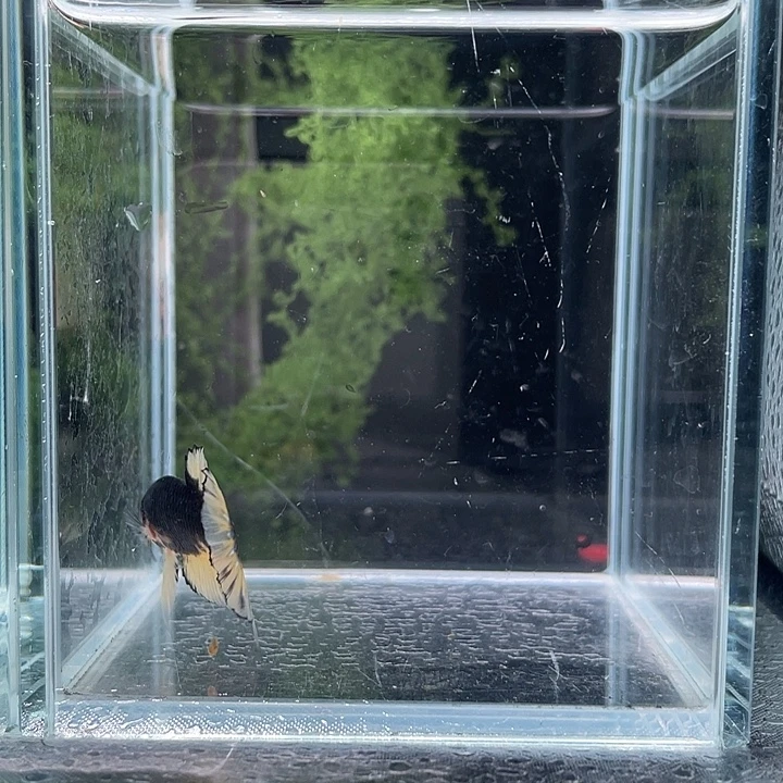 斗鱼听风观赏斗鱼