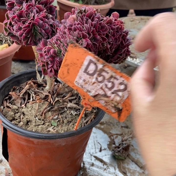 静***多D552美杜莎美杜莎美杜莎