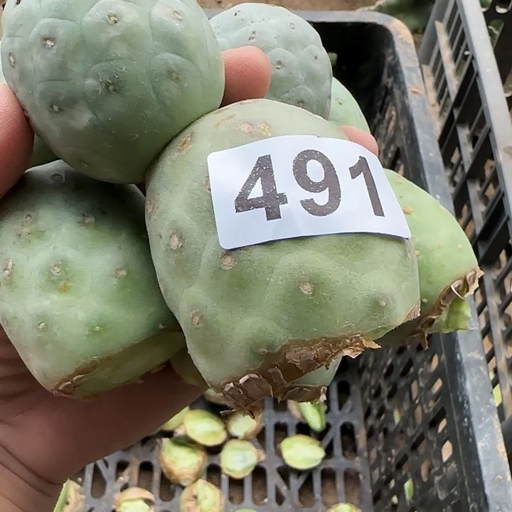用***0无花朵清货无刺习侧芽491