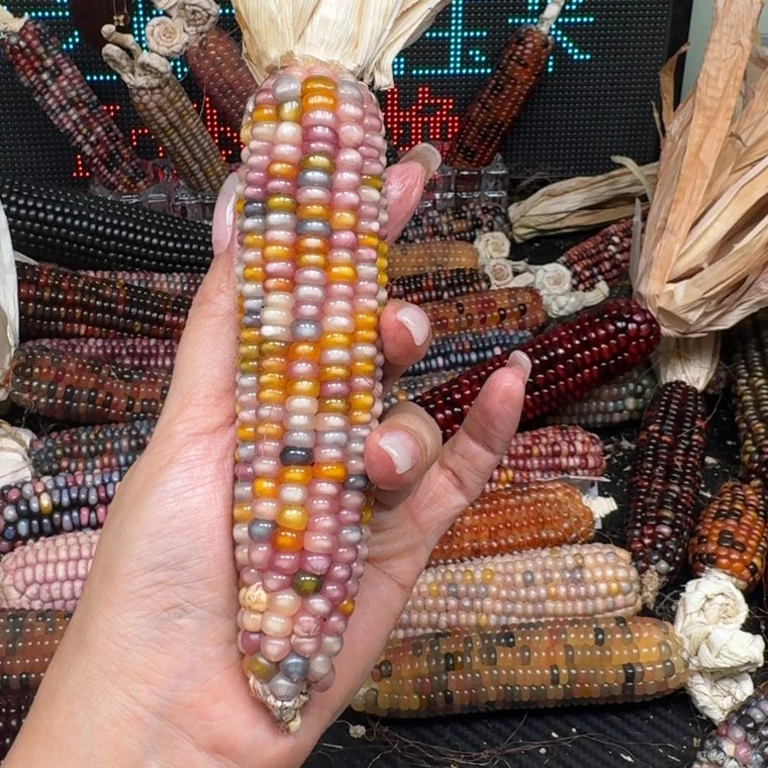 柏香籽/百香籽吊坠?****y