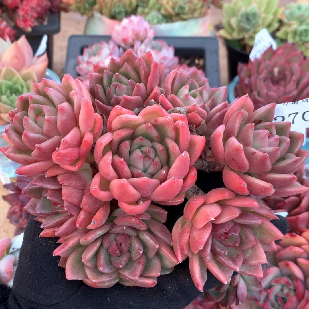 2706杂交多肉植物