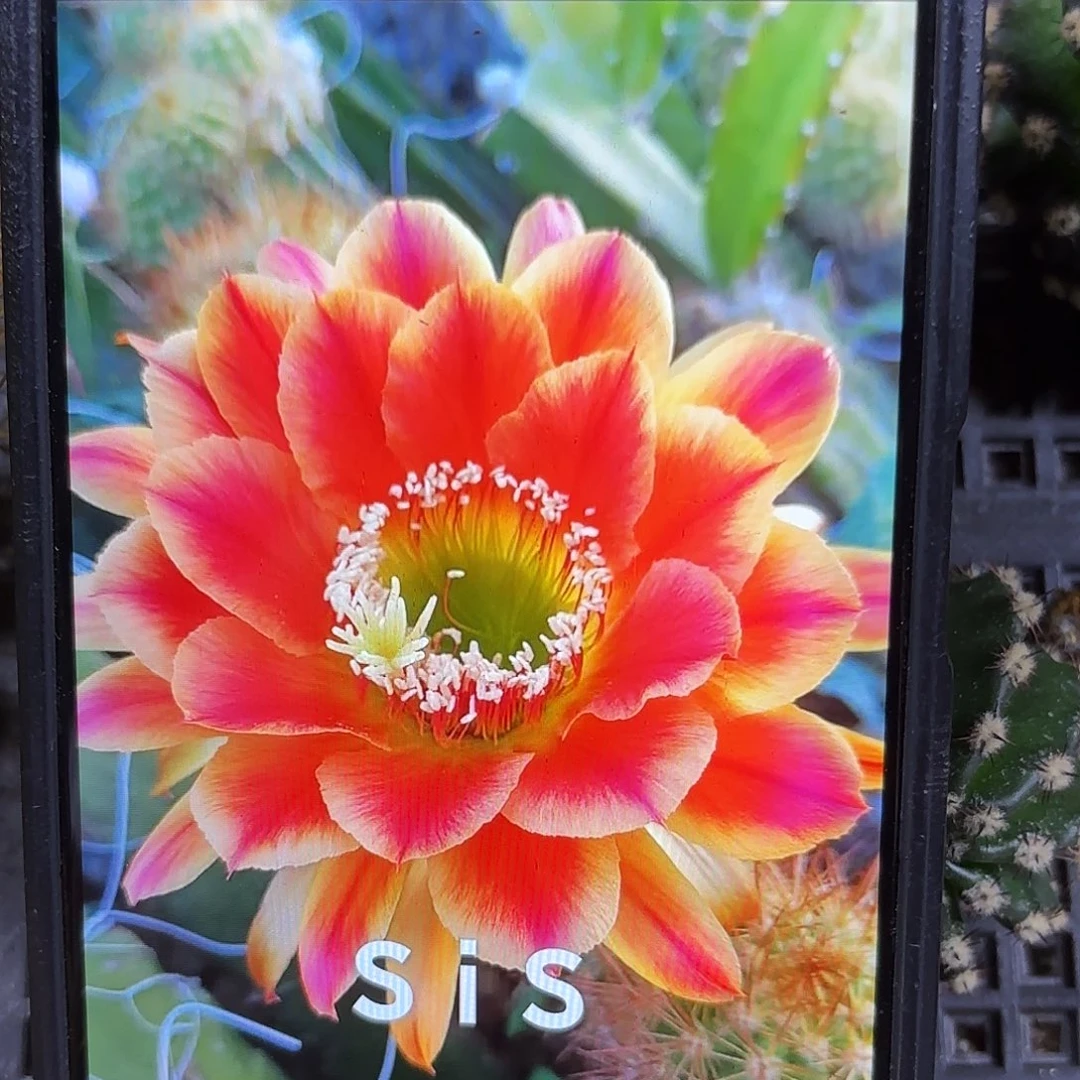 Sis马侧牙20包邮仙人球18