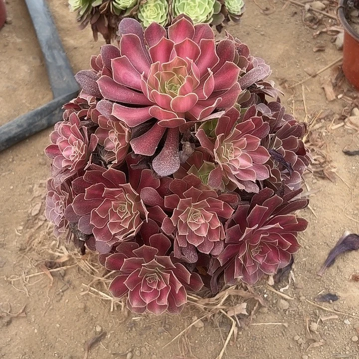 霞***姐多肉植物法师花娜44