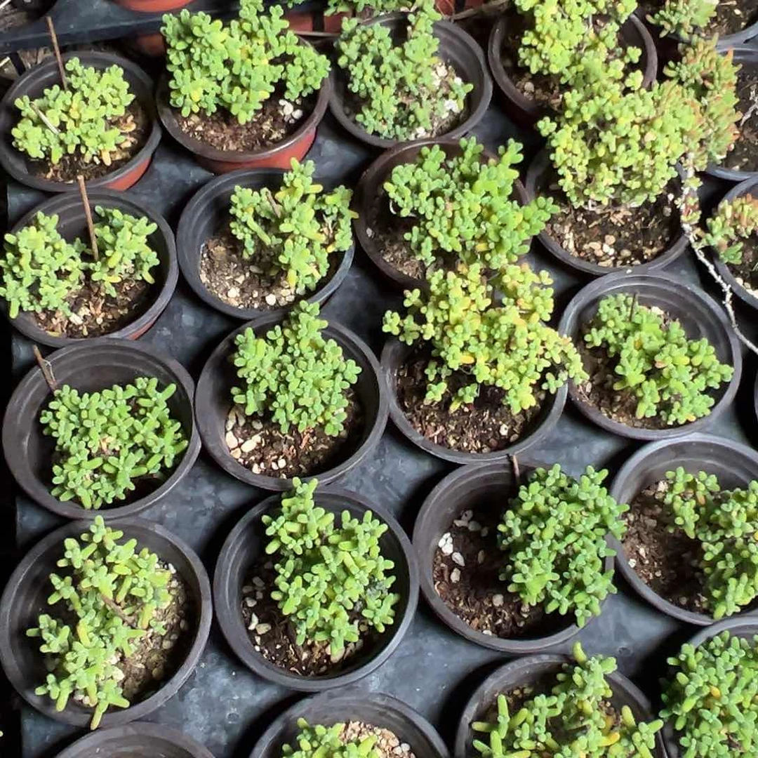 金桔老桩精品90杯