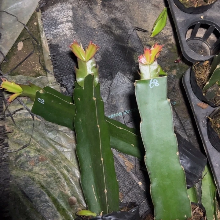 68号嫁接单片小苗一颗35