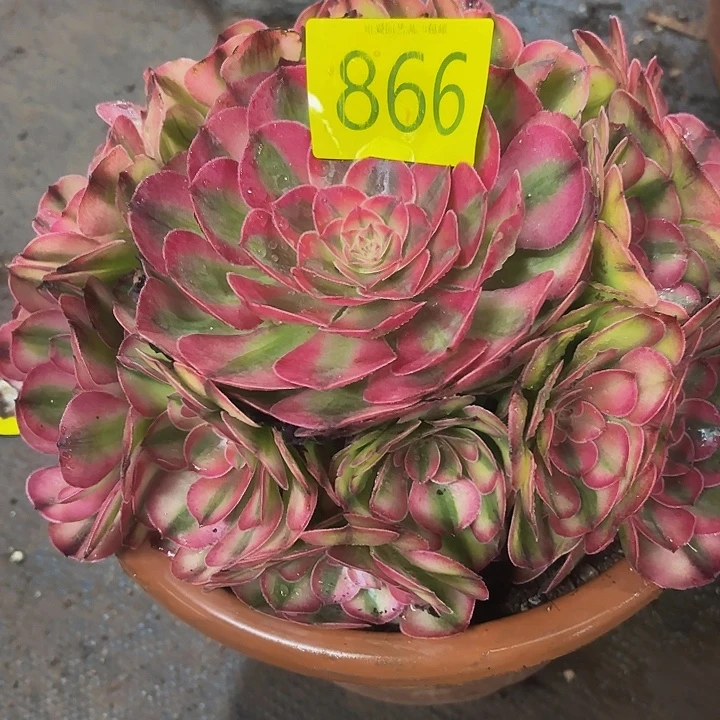 多肉植物福利866个