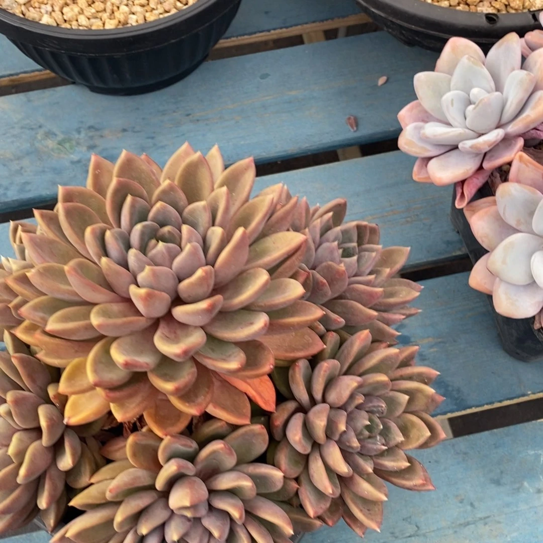 综合链接红象牙群