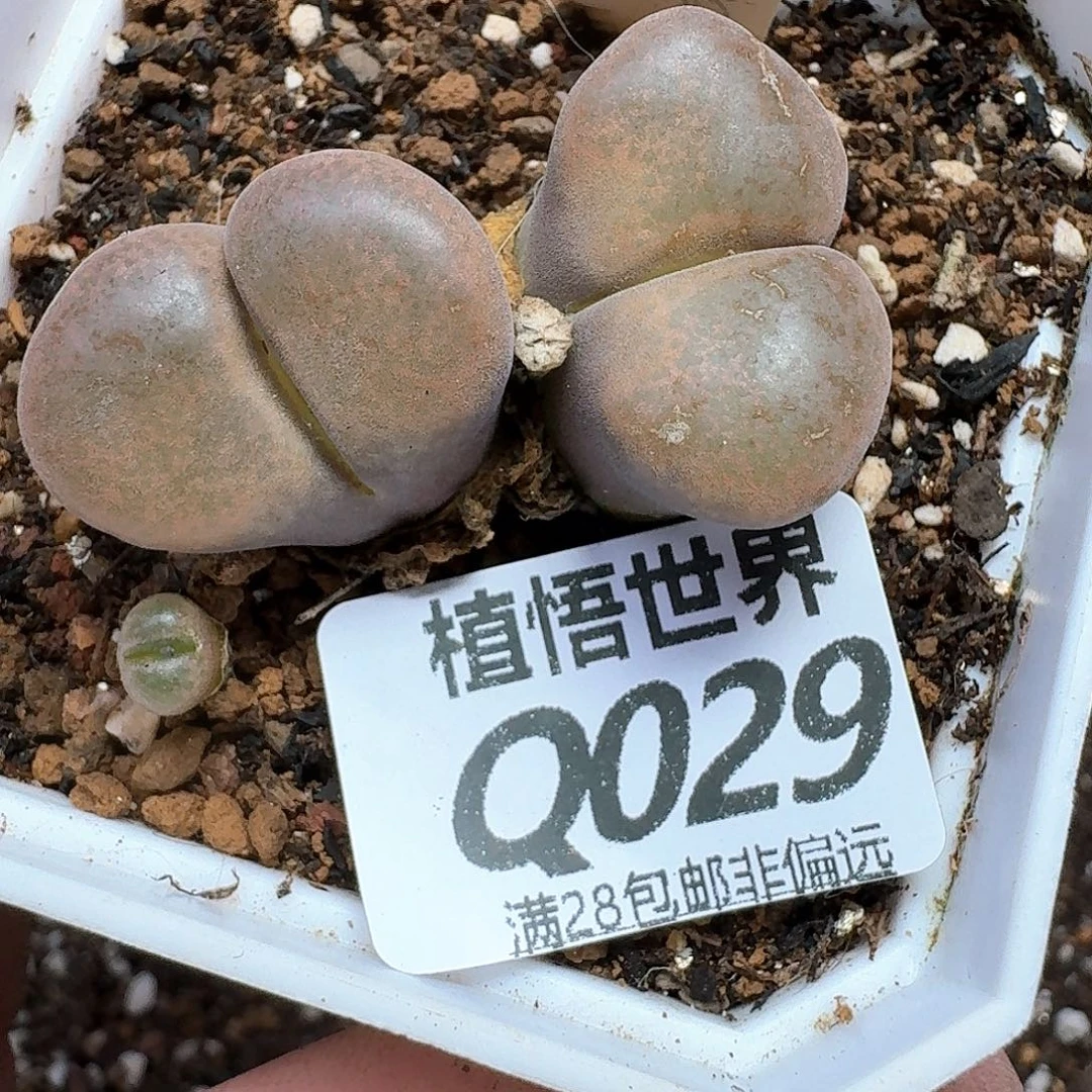 多肉植物的润泽徐