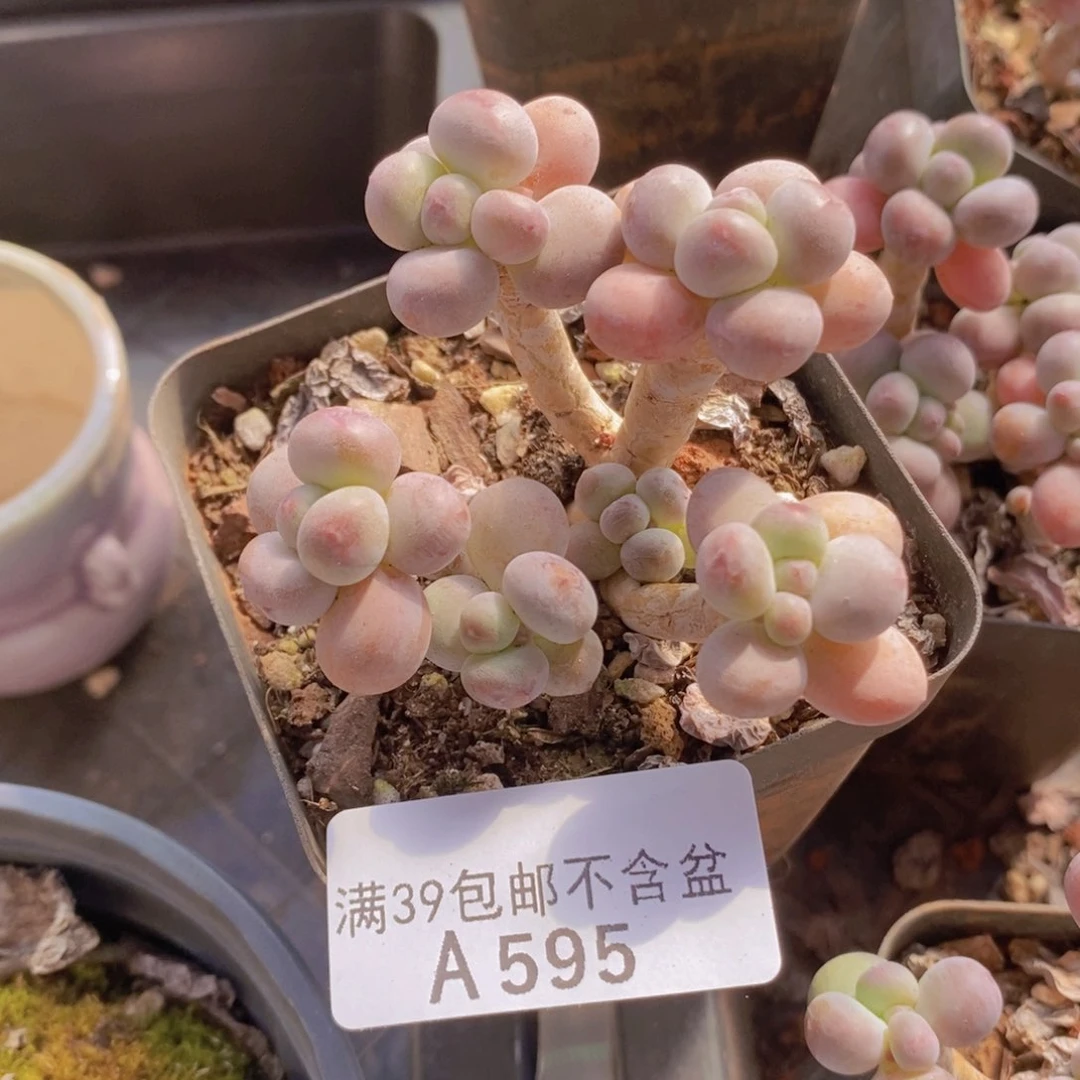 苹果奶6cm595多肉植物
