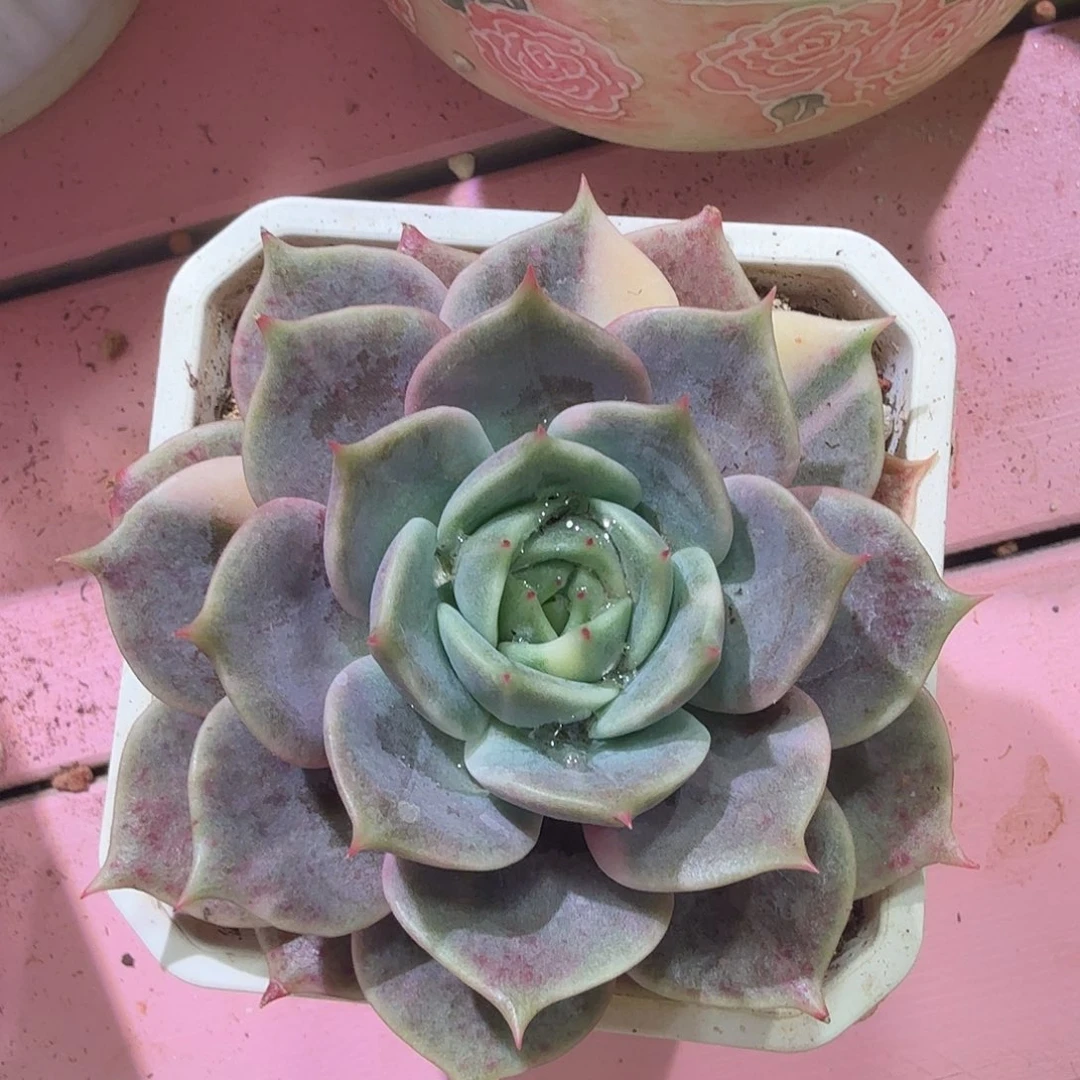 贝加尔湖锦，多肉植物