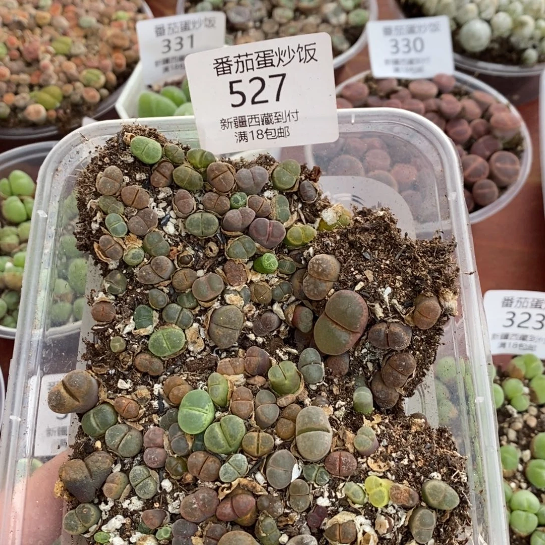 感谢您的支持，00527