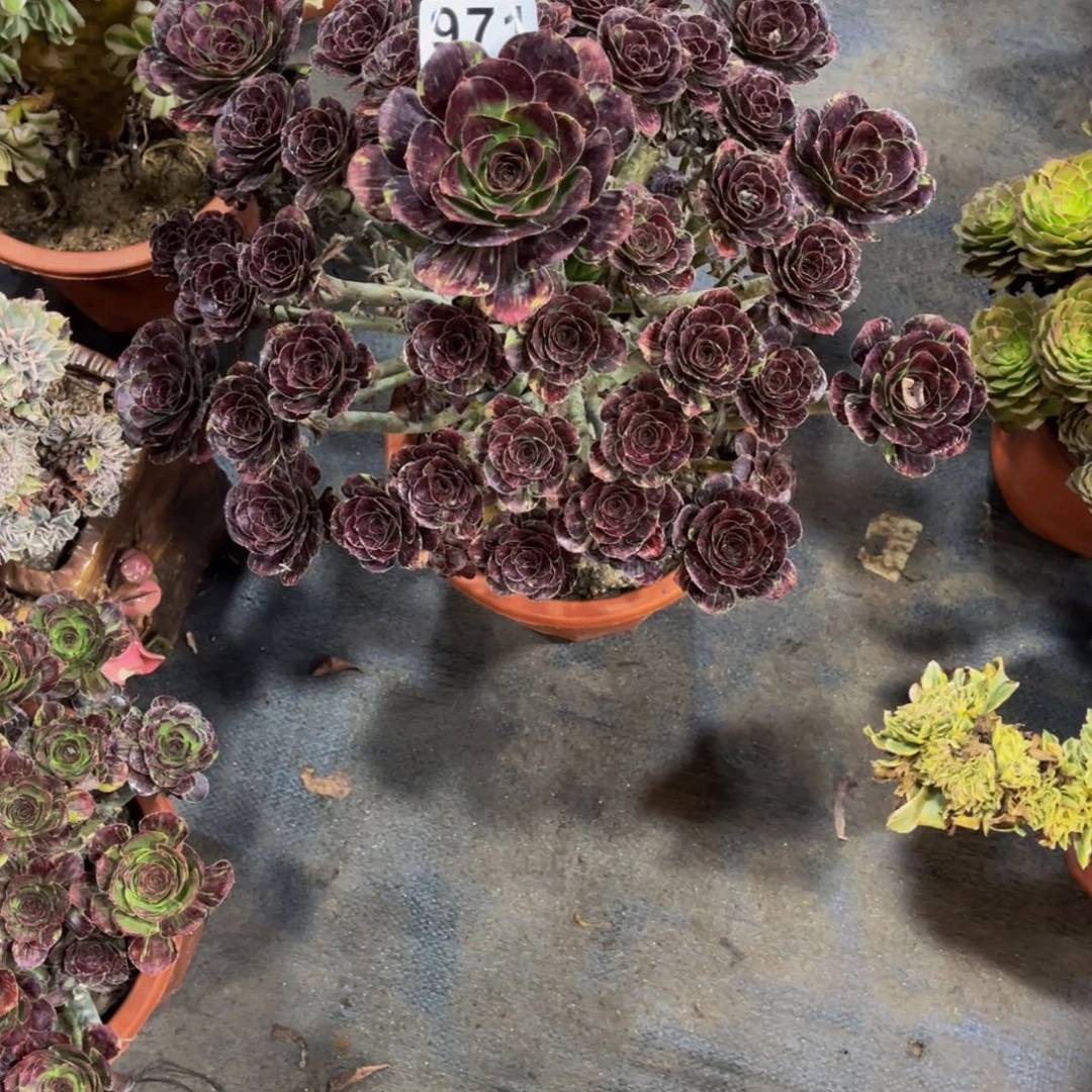 天****多肉植物花无缺971