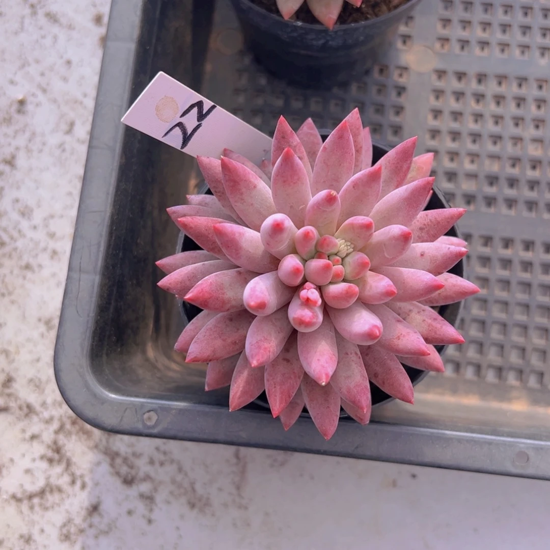 香玉等多种名贵的产品和服务于