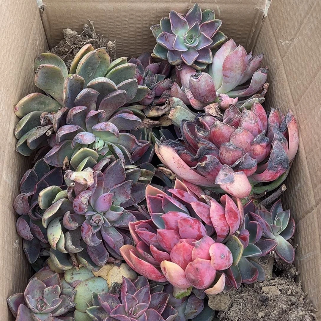 神***i36紫色东来有瑕疵不售后