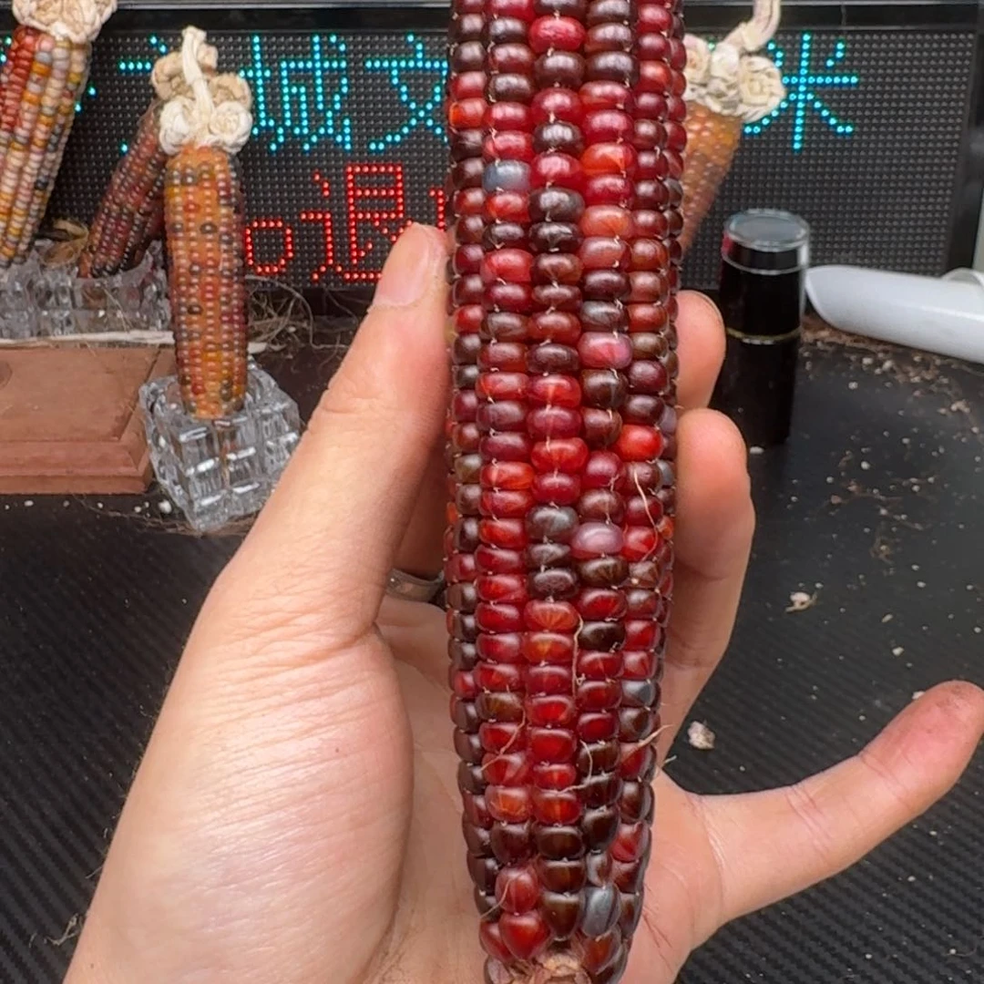 柏香籽/百香籽吊坠熊*豆