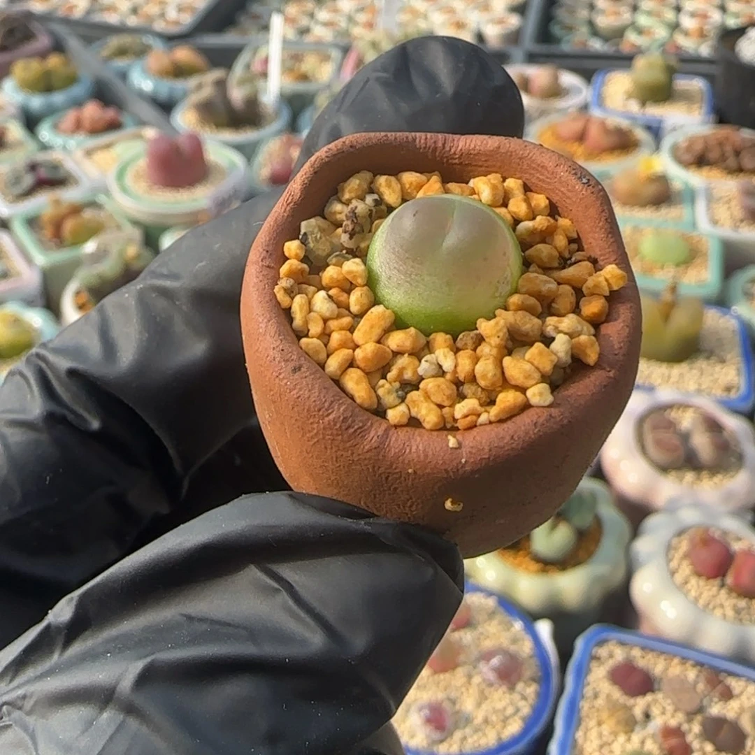 2436--一物一拍 带盆