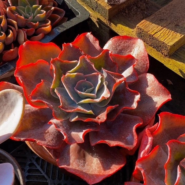 天空之城12121212