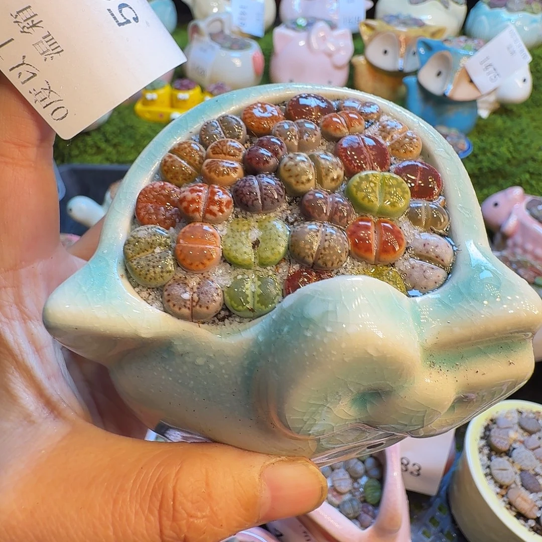 多肉植物福利冲502