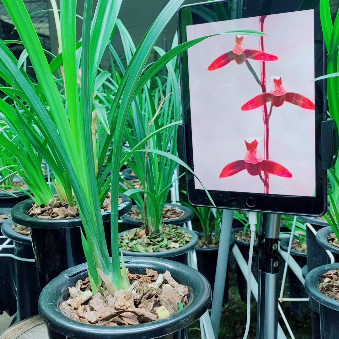 当前无花栽培后可以开花
