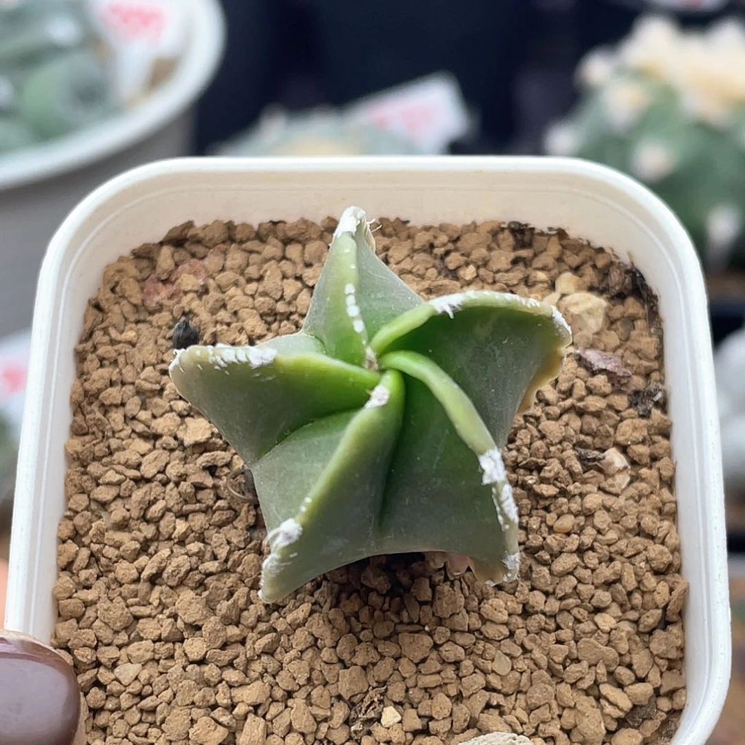 实生白边鸾凤玉仙人球