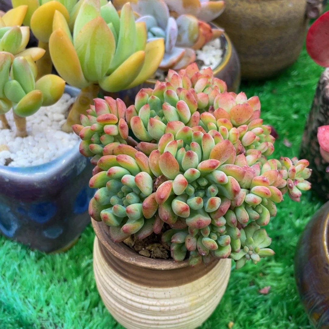 多肉植物盆栽多肉
