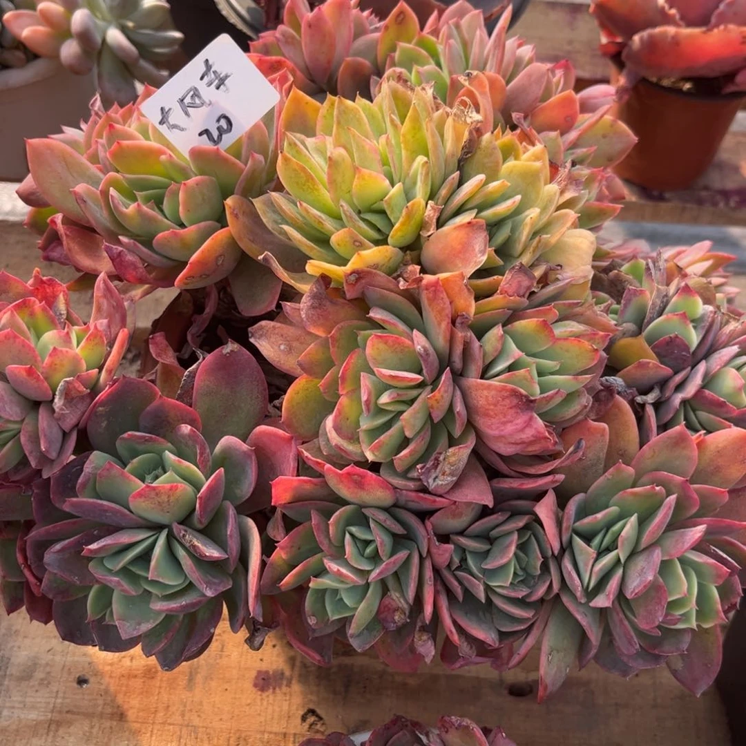 大****】绮罗缀多肉植物