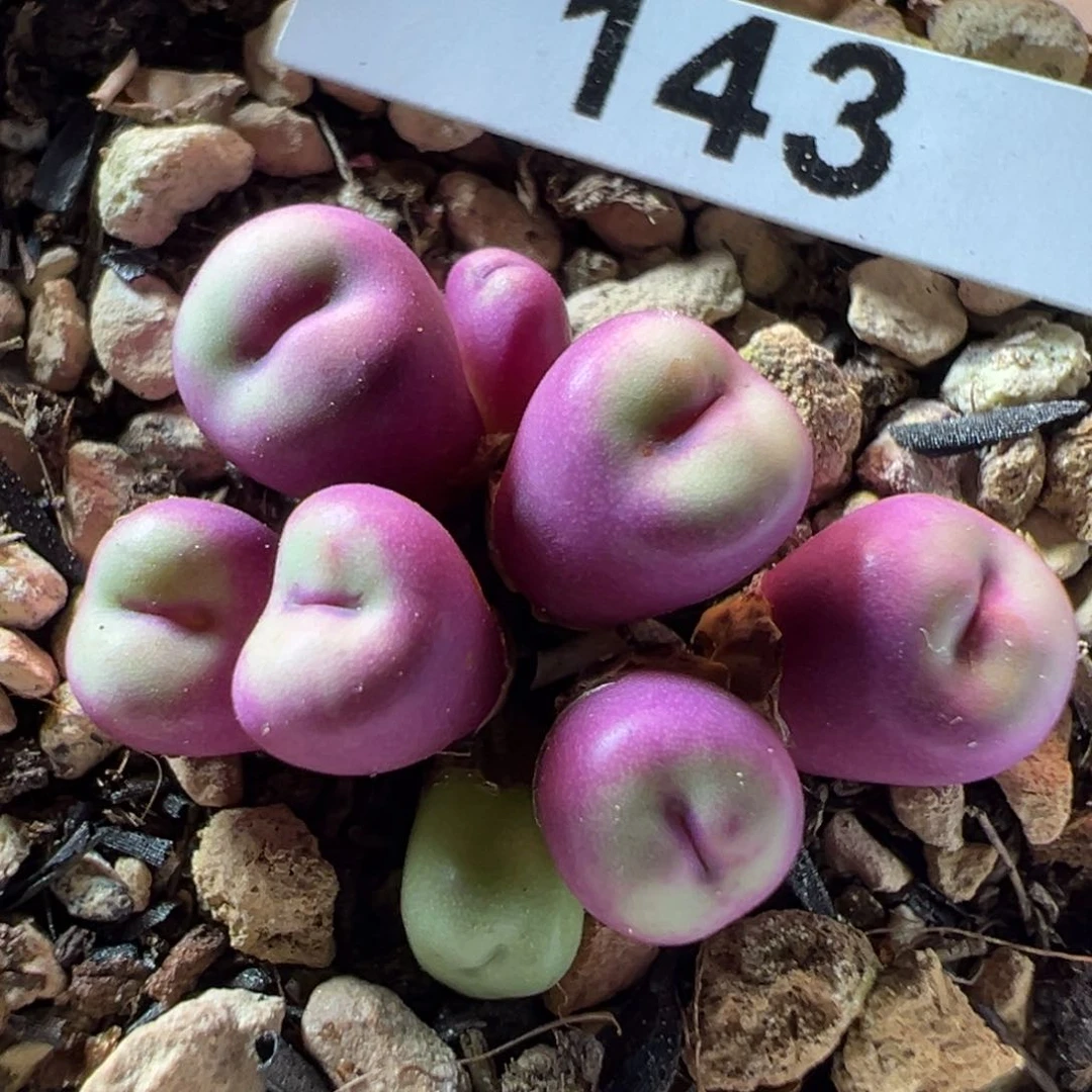ts429小红嘴母本一物一拍